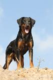 BEAUCERON 512